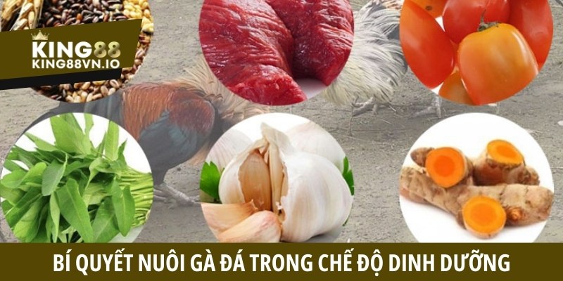 Bí quyết nuôi gà đá hiệu quả - Dinh dưỡng và luyện tập