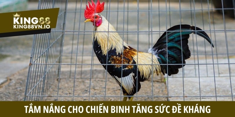 Bí quyết nuôi gà đá hiệu quả - Dinh dưỡng và luyện tập