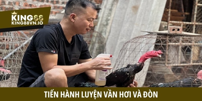 Bí quyết nuôi gà đá hiệu quả - Dinh dưỡng và luyện tập