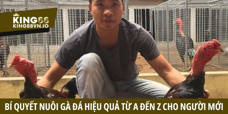 Đá Gà King88 - Tận Hưởng Những Cuộc Đối Đầu Căng Thẳng