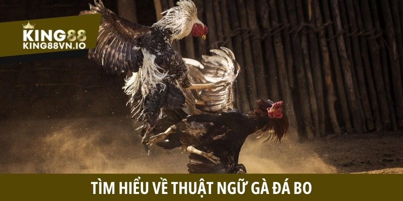 Cách nuôi gà đá bo chuẩn - Tăng sức bền ra đòn mạnh mẽ