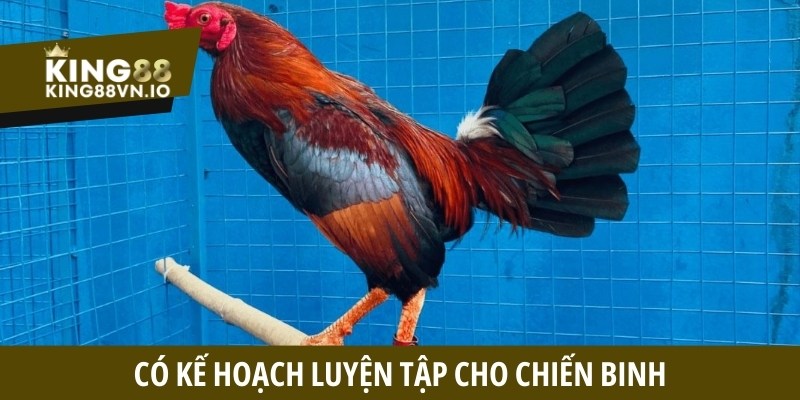 Cách nuôi gà đá bo chuẩn - Tăng sức bền ra đòn mạnh mẽ