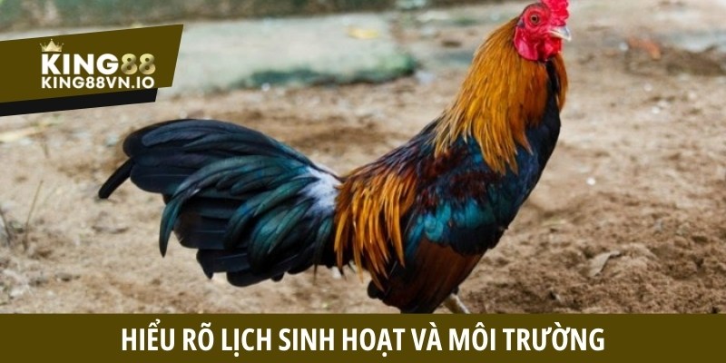 Cách nuôi gà đá bo chuẩn - Tăng sức bền ra đòn mạnh mẽ