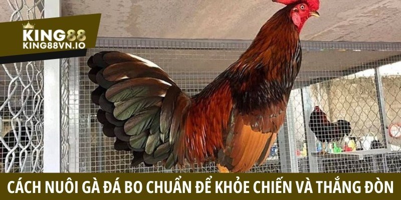 Cách nuôi gà đá bo chuẩn - Tăng sức bền ra đòn mạnh mẽ