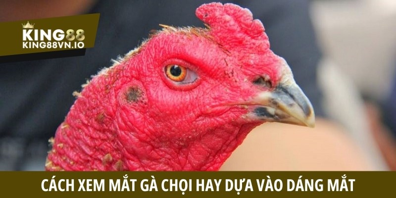 Cách xem mắt gà chọi - Bí quyết chọn chiến kê bất bại