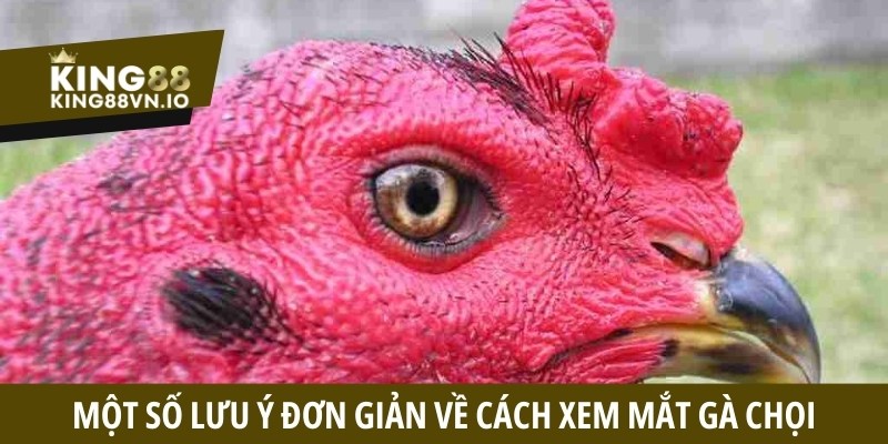 Cách xem mắt gà chọi - Bí quyết chọn chiến kê bất bại