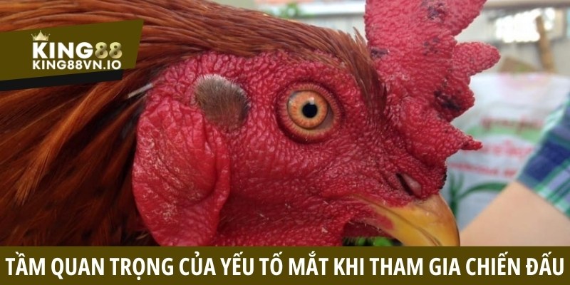 Cách xem mắt gà chọi - Bí quyết chọn chiến kê bất bại