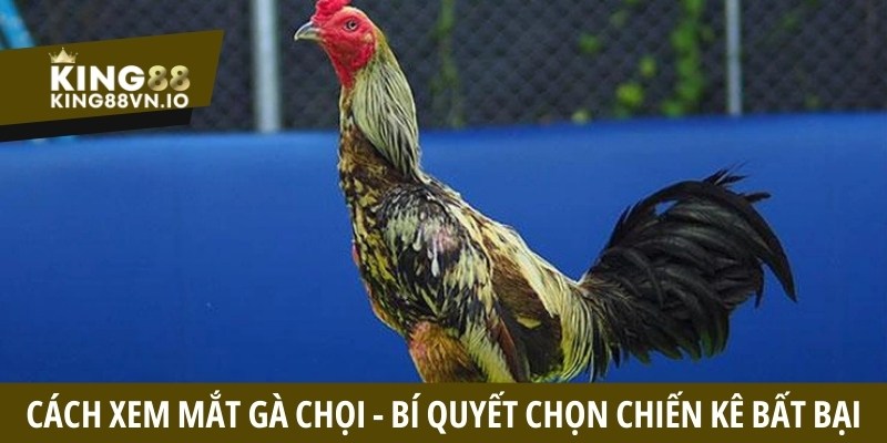 Đá Gà King88 - Tận Hưởng Những Cuộc Đối Đầu Căng Thẳng