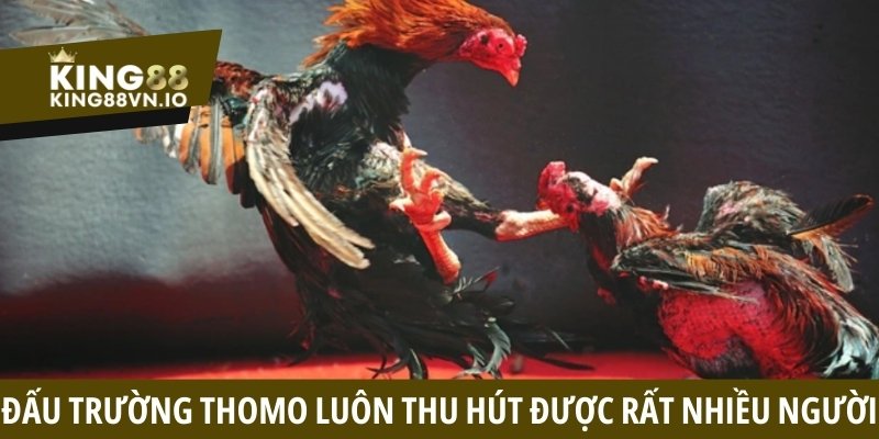 Coi đá gà Thomo - Khám phá trường đấu hấp dẫn tại Campuchia