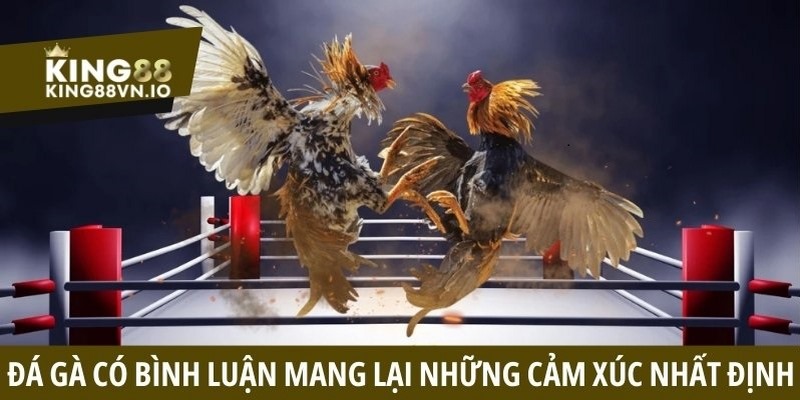 Đá gà bình luận - Nâng tầm trải nghiệm, bùng nổ cảm xúc