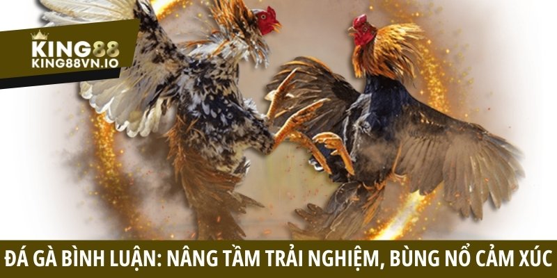 Đá gà bình luận - Nâng tầm trải nghiệm, bùng nổ cảm xúc