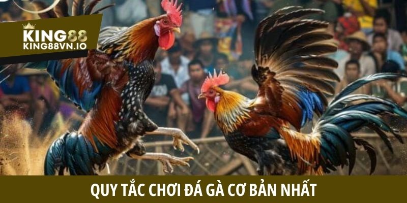Đá Gà King88 - Tận Hưởng Những Cuộc Đối Đầu Căng Thẳng