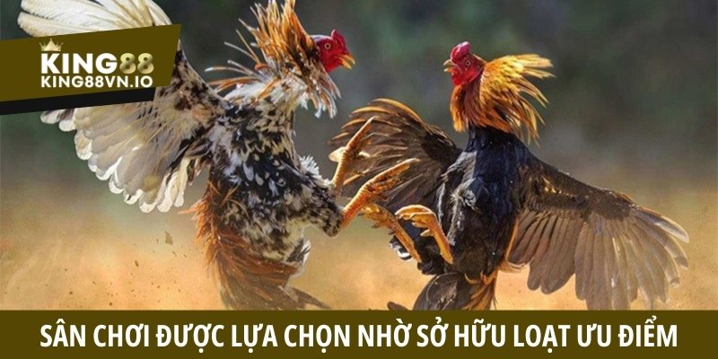 Đá Gà King88 - Tận Hưởng Những Cuộc Đối Đầu Căng Thẳng