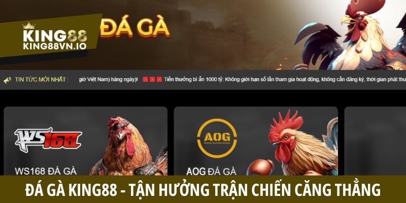 Đá Gà King88 - Tận Hưởng Những Cuộc Đối Đầu Căng Thẳng