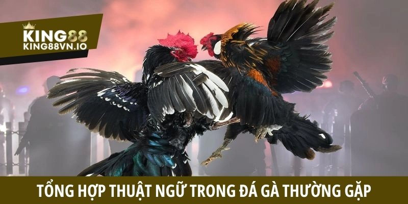 Thuật ngữ trong đá gà - Tổng hợp các từ lóng thường gặp