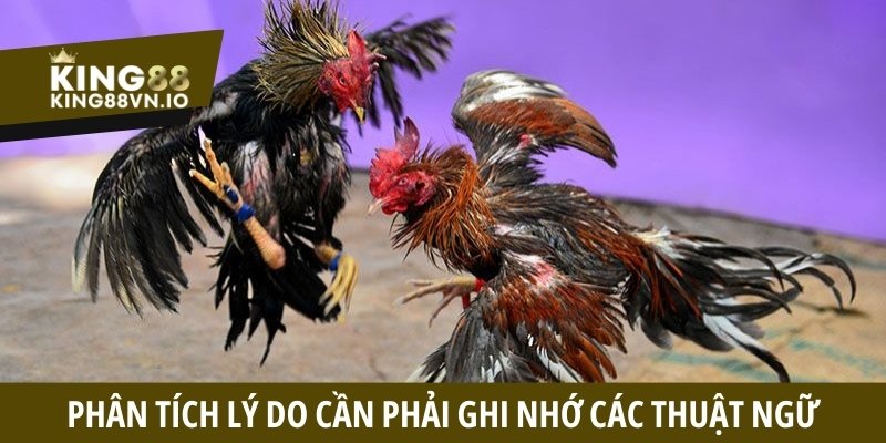 Thuật ngữ trong đá gà - Tổng hợp các từ lóng thường gặp