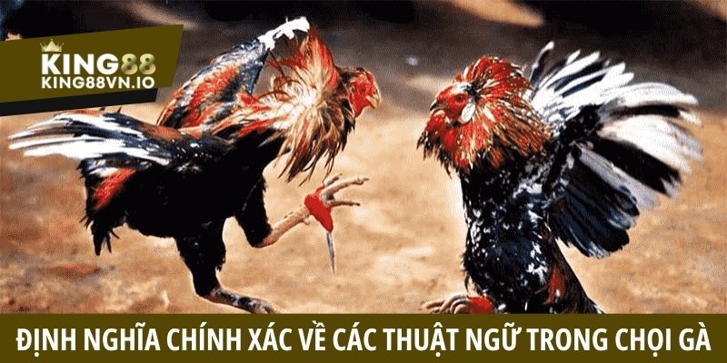 Thuật ngữ trong đá gà - Tổng hợp các từ lóng thường gặp