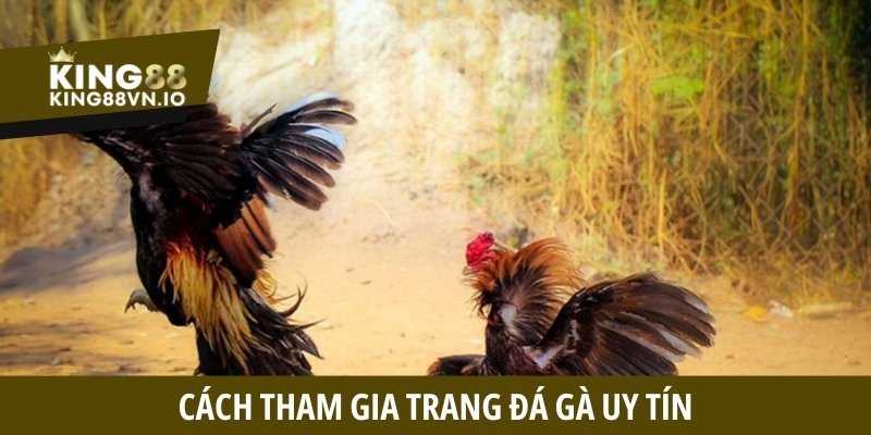 Trang đá gà uy tín - Tiêu chí đánh giá và cách tham gia