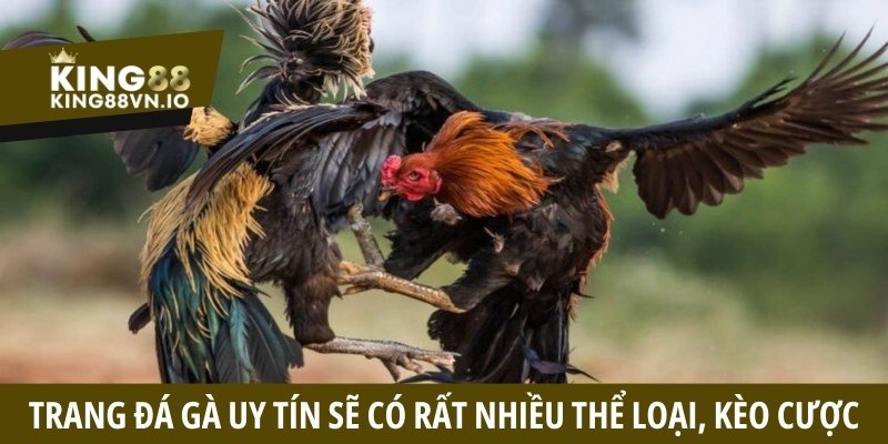 Trang đá gà uy tín - Tiêu chí đánh giá và cách tham gia