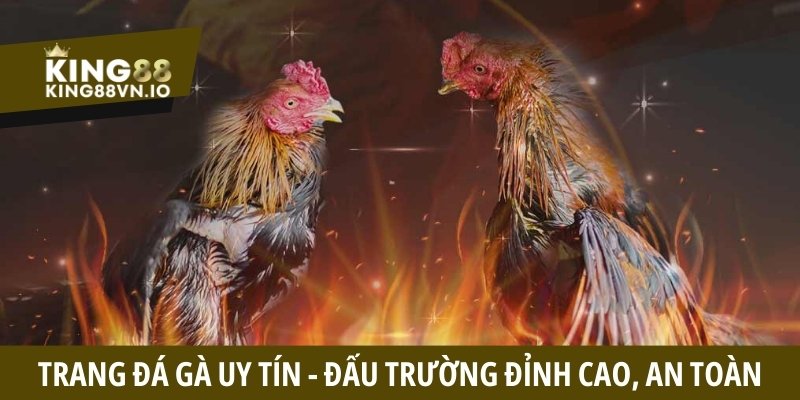 Đá Gà King88 - Tận Hưởng Những Cuộc Đối Đầu Căng Thẳng