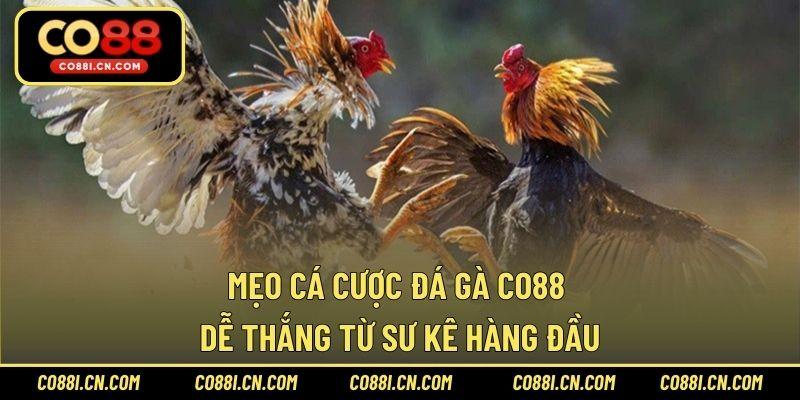 Đá Gà CO88 – Sảnh Cược Chơi Hấp Dẫn Hàng Đầu Năm 2026