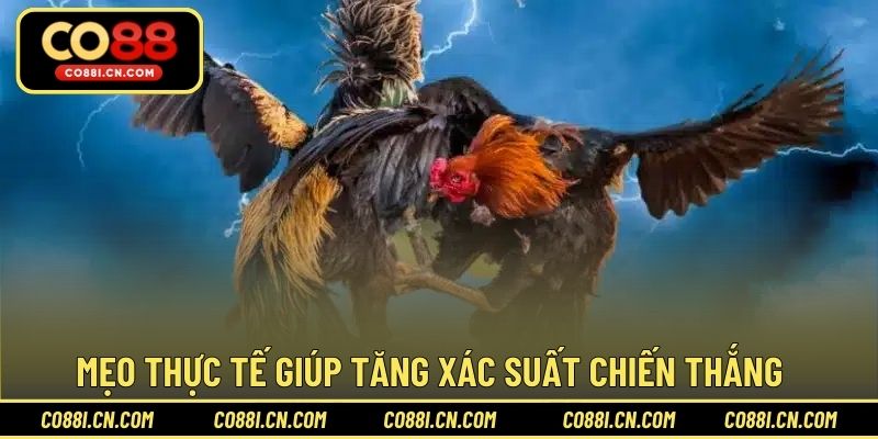 Chơi Cá Cược Đá Gà - Bí Quyết Thắng Lớn Dễ Dàng Tại CO88