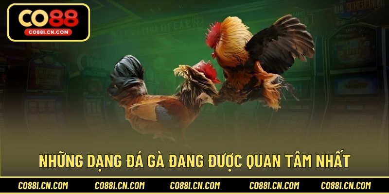 Đá Gà Trực Tiếp - Kênh Giải Trí Hấp Dẫn Cho Hội Viên