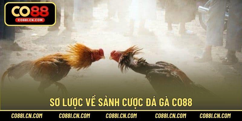 Đá Gà CO88 – Sảnh Cược Chơi Hấp Dẫn Hàng Đầu Năm 2026