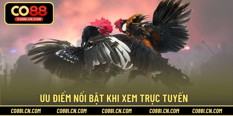 Đá Gà Trực Tiếp - Kênh Giải Trí Hấp Dẫn Cho Hội Viên