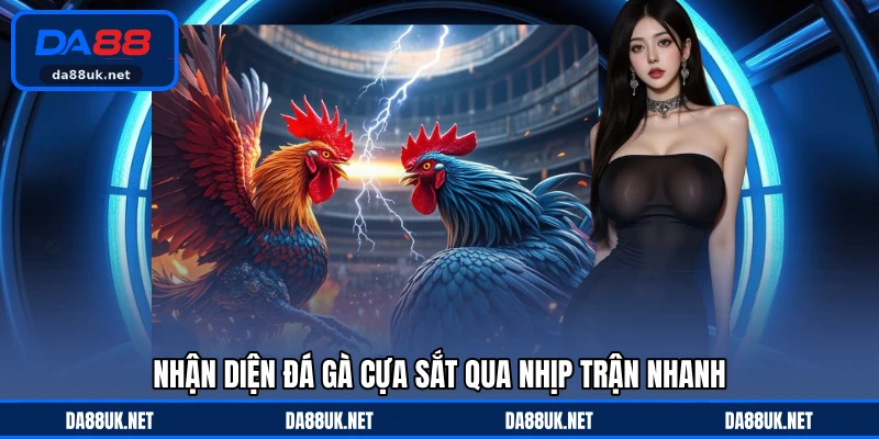 Đá Gà Cựa Sắt - Hình Thức Tranh Tài Gay Cấn Với Tốc Độ Cao